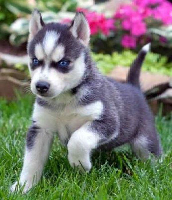 Reinrassiger Siberian Husky Welpe abzugeben