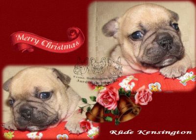 Französische Bulldoggen