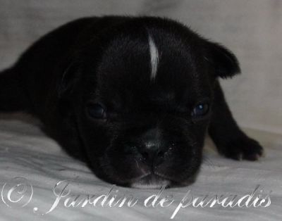 Französische Bulldoggen Welpen von gesunden Elterntieren mit Pap.