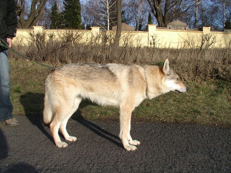 Tschechoslowakische Wolfshund