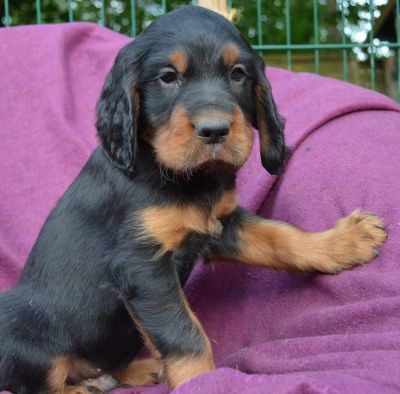 Gordon Setter Welpen