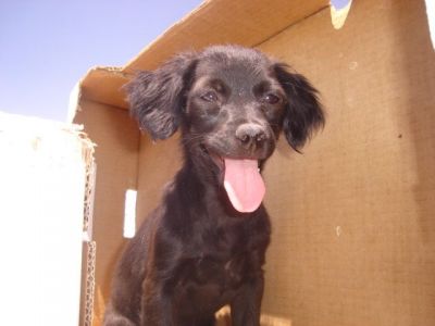 Toya Toy – Bildhübsche, zarte Mademoiselle freut sich auf ihre Familie!