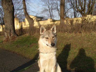 Tschechoslovakische Wolfshundwelpen