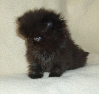 Nur noch eine Perserkätzin ist da!!!