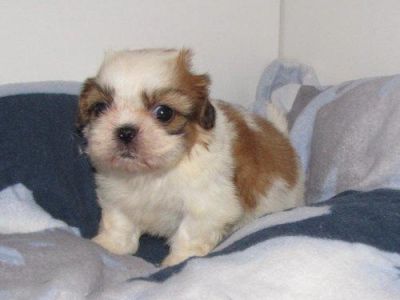 Kleine süße Shih Tzu Babys