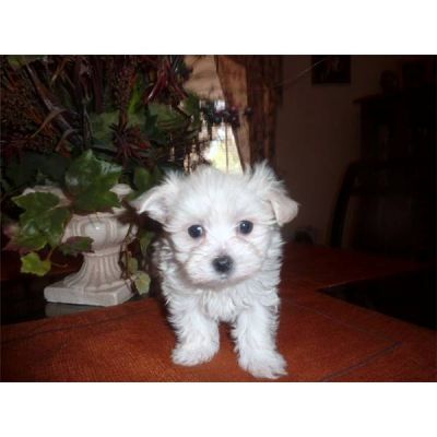 Mini Malteser Welpen zu verkaufen. 