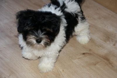 sehr sÃ¼ÃŸe Yorkshire Terrier Welpen