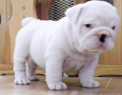 Englisch Bulldogge