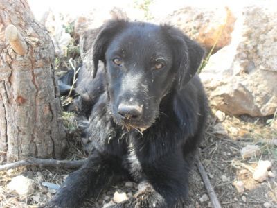 Merryweather – Reizende „Black Lady“ für die fröhliche Familiencouch!