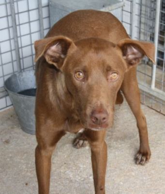 Avellano – Schoko-Schnute auf der Suche nach DER Familiencouch!