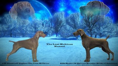 Weimaraner Welpen zu verkaufen!