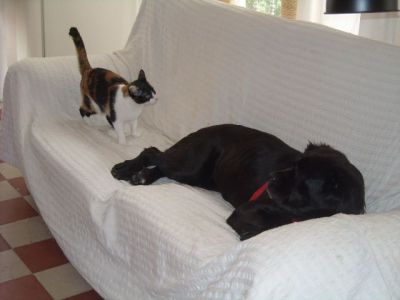 Noche – Große Senora mit riesigem Herz für Kinder, Hunde, Katzen !