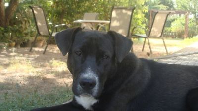 .Tatiana – Ganz liebe, kleine Hundemama hofft endlich auf ihr Coucheckchen!