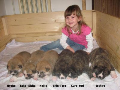 Akita-inu Welpen aus Almaju.cz