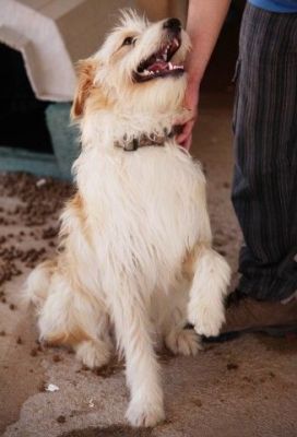 Kalin – Lebensfroher Superboy sucht Familien-Kuschel-Spiel-Couch!