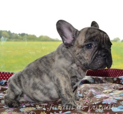 Freiatmende gesunde kleine Französische Bulldoggen Welpen mit Papieren