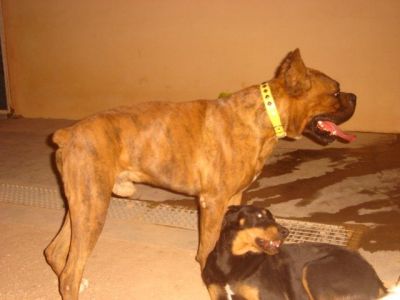 Hiphop – Hier bestechen Stattlichkeit, Noblesse und super Boxer-Charakter!