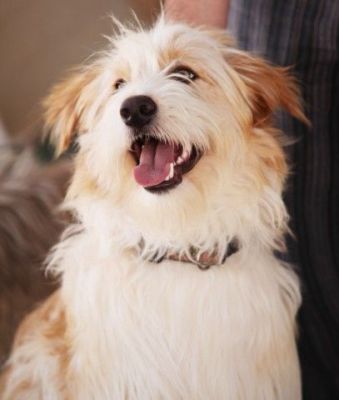 Kalin – Lebensfroher Superboy sucht Familien-Kuschel-Spiel-Couch!