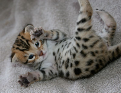 Bengalkitten