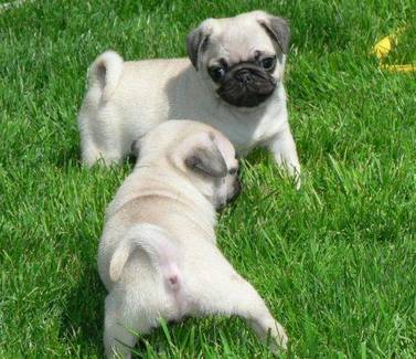  mops Welpen zur Annahme