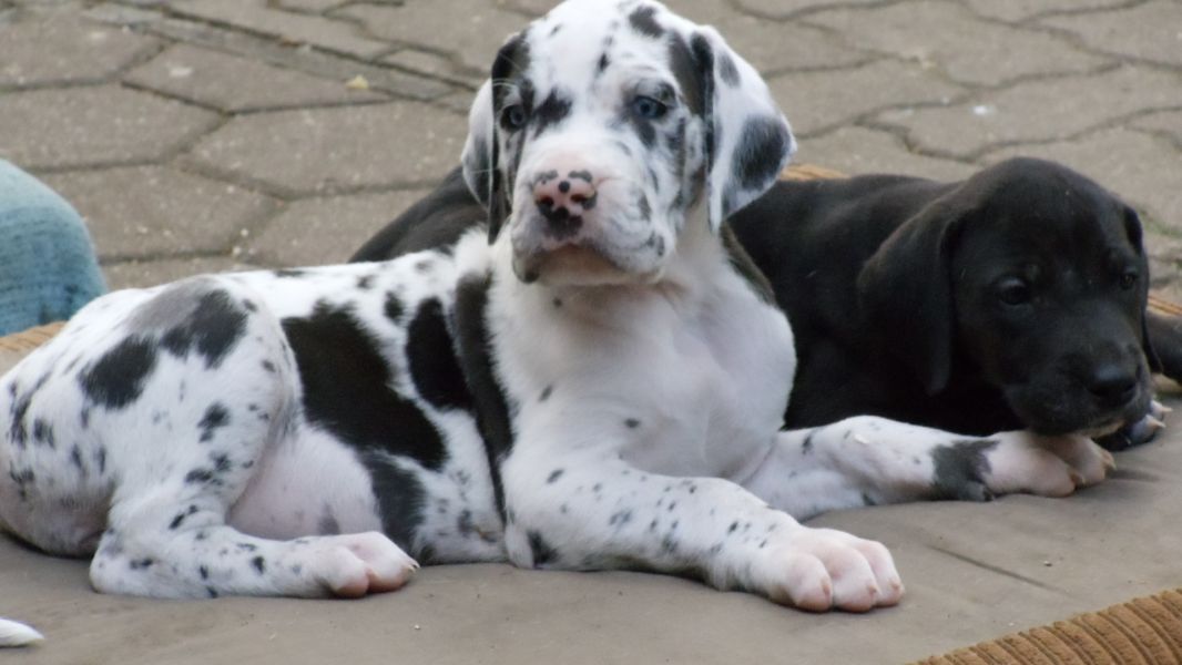 Reinrassige Deutsche Doggen Welpen sofort abzugeben  mit Papieren