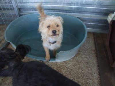 Muneca – Mini Fußhüpchen schaut flehendlich Richtung Couch!