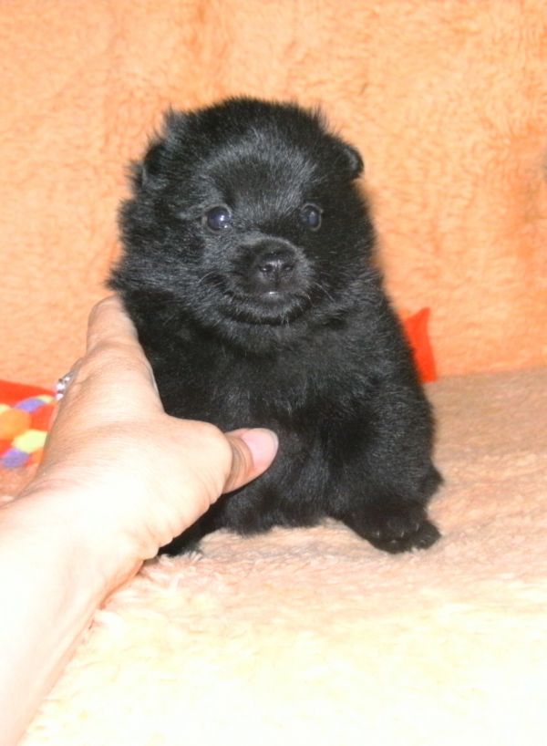 Schipperke welpen zu verkaufen !