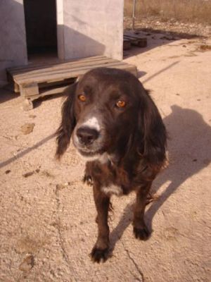 Sita – Super schöne, super anhängliche Kandidatin für die Familiencouch!