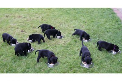 Labrador Retriever für die Annahme