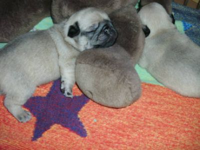 Süße kleine reinrassige Mops Welpen m/w suchen ein neues zu Haus