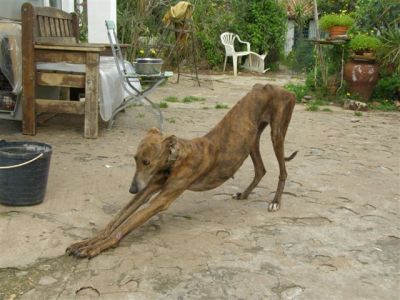 Alexa – Sind Herz & Couch bereit für diese einmalig schöne Galga ?!