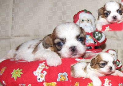 Shih Tzu mit Papieren