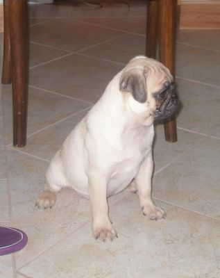 Mops-Rüde von einer gesunden Amerikaner Blutlinie ist zu verkaufen 