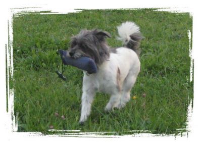 Rund um den Hund Hundeschule-Salostowitz