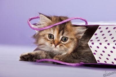 BKH und Highlander Babys in Red, Tabby und Colourpoint...   