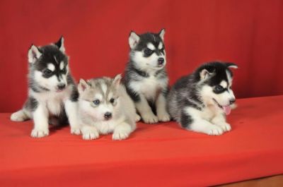 100% Reinrassige Siberian Husky Welpen mit VDH/ DCNH/ FCI-Papieren! !