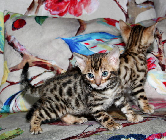 Bengalkatzen mit TICA Stammbaum