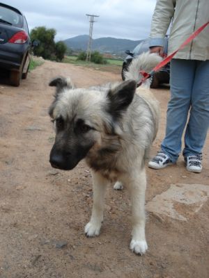 Helado – Bildschöner, fröhlicher Lebenskünstler startet Richtung Familie!
