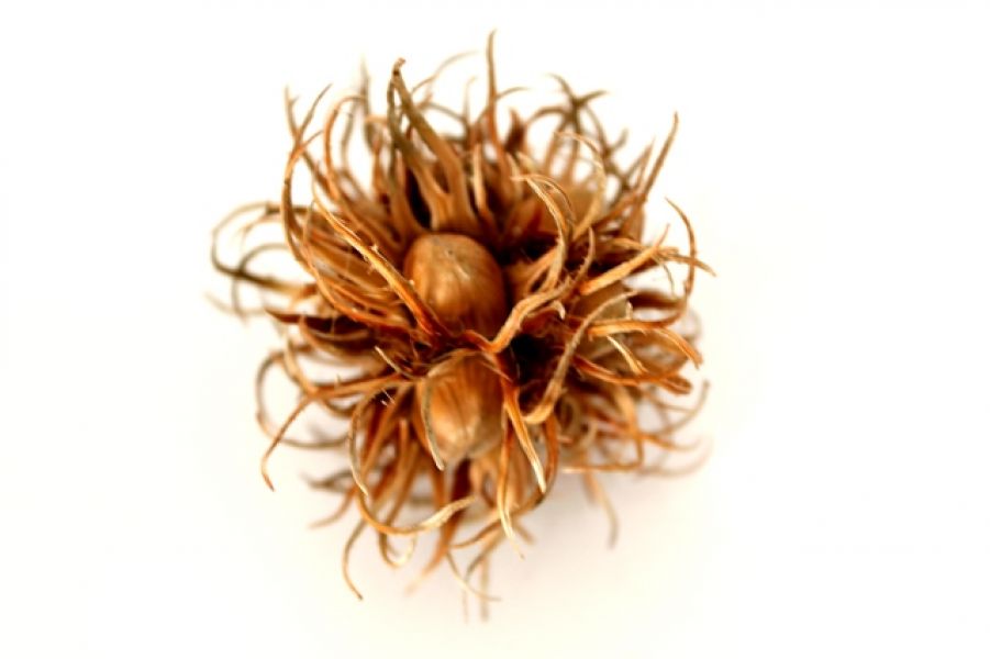 Seemandelbaumblätter 15 -20cm - Garnelenfutter für Garnelen Krebse Welse Aquarium