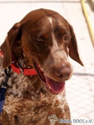 Tom – Senor „Familienhund“ bittet artig um liebevolle Kuschelcouch!