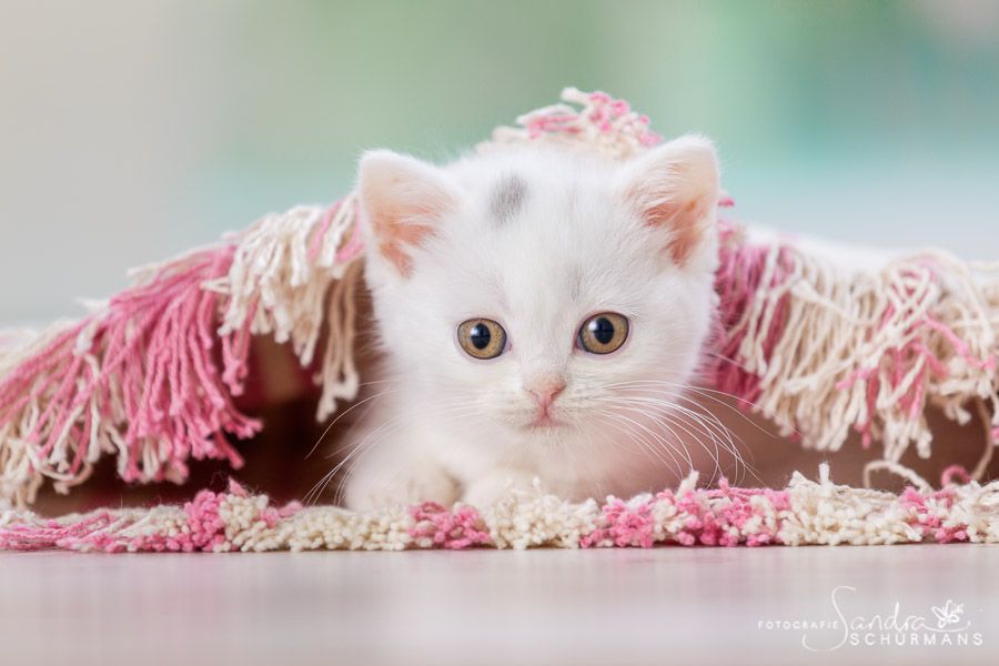 Kleine BKH Herzensbrecher white, blue white, tabby suchen... 