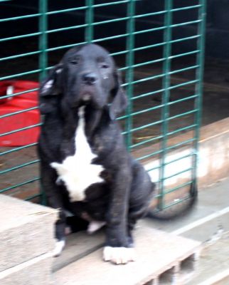 Welpen Fila Brasileiro mit Papieren