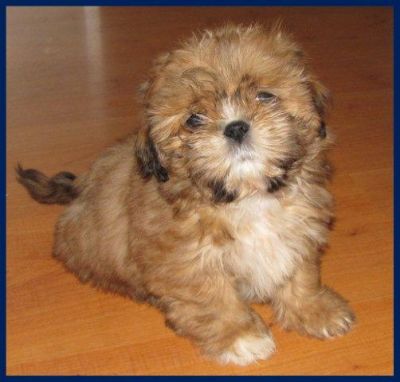 Shih tzu Rüde und Hündin