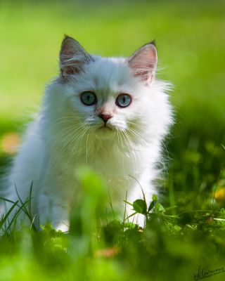 Zauberhaftes Highlander Baby sucht...   