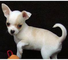 Mini Chihuahua Welpen