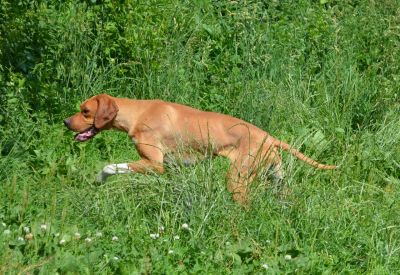 Pointer Hündin