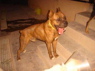 Hiphop – Hier bestechen Stattlichkeit, Noblesse und super Boxer-Charakter!