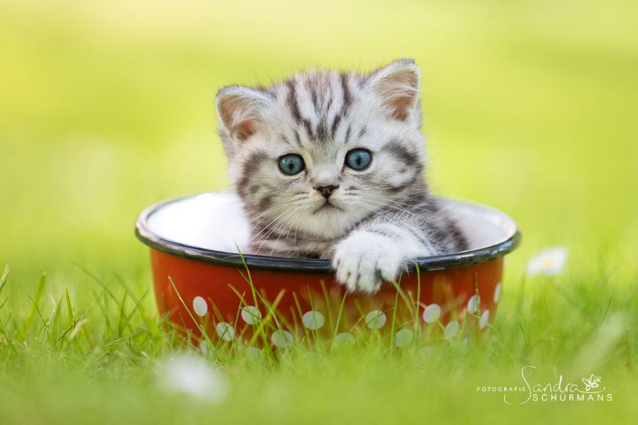 Tapsige Welteroberer suchen...