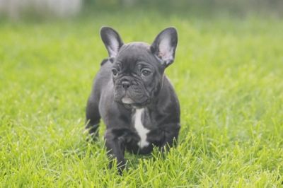 Französische Bulldoggwelpen mit Papieren!
