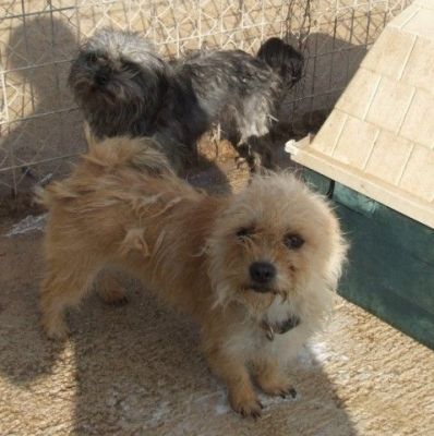 Muneca – Mini Fußhüpchen schaut flehendlich Richtung Couch!